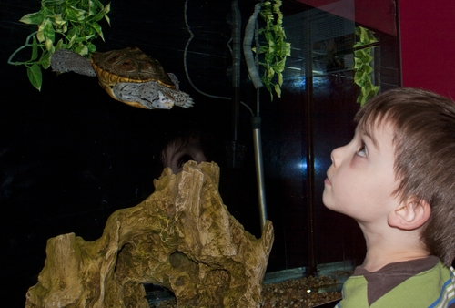 F15_DiscoveryMuseum_turtle_ child
